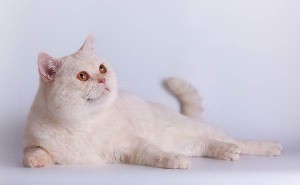 Серебристый завуалированный камео окрас британских кошек. Завуалированные серебристые камео британские кошки, коты, котята: фото. Британцы серебристые завуалированные камео: стандарт окраса 